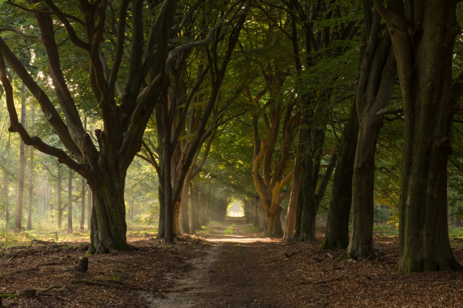 9263-Noetselerberg-Natuur-Wandelen-1jpg1200-799